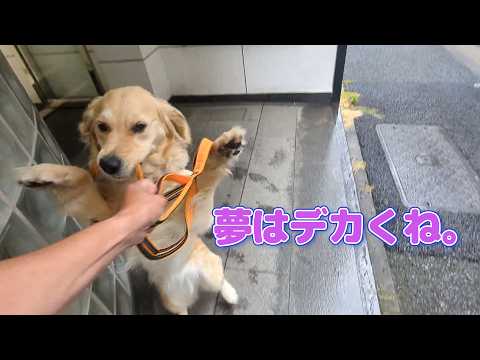 夢はデカくね。ゴールデンレトリバーティト