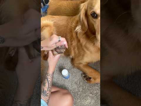 dog-tor coby to rescue🛟goldenpup puppy goldenpupppy dogbree… サムネイル