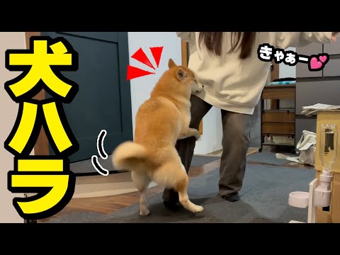 お年頃の娘に犬ハラする柴犬…大騒ぎになりました サムネイル