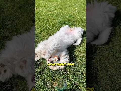Why Maltese Are Perfect Apartment Dogs? shorts dog pets mal… サムネイル