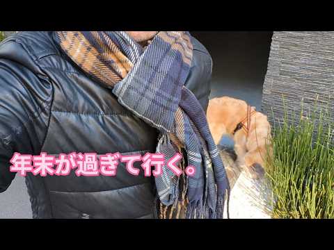 年末の2日間が雑に過ぎて行く。ゴールデンレトリバーティト サムネイル