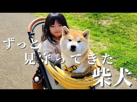 これまでも、これからもずっと娘を見守ってくれる柴犬おねーちゃんとおにーちゃん サムネイル