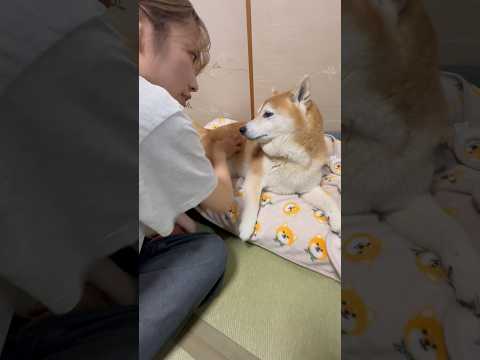 柴犬福 姉に指図する葵君🤣Sister and Shiba🤣姉と柴 shorts 柴犬 japanesedog shi… サムネイル