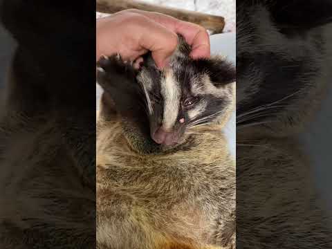 頭皮マッサージを受けるハクビシンのハクちゃん♫shorts ハクビシン 動物園
