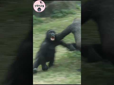 Ringo loves to play with Tayari 😆 gorilla gorillatag taipei… サムネイル