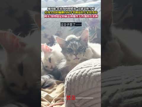 緬因貓：看著我的眼睛說~這就是你當時 跟我介紹的靦腆內向才華洋溢的大家閨秀嗎？ 貓   意外 有趣 可愛 萌寵 cat… サムネイル