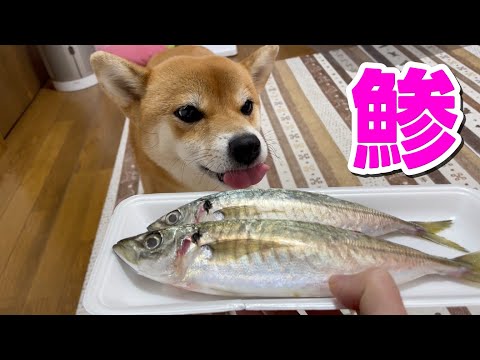 【ポリポリ】アジを骨までいただきます！柴犬小夏　ASMR サムネイル