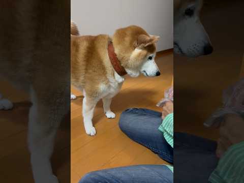柴犬福 散歩前の柴犬🤣Shiba-Eat🤣shorts 柴犬 funny shibainu funnyvideo do…