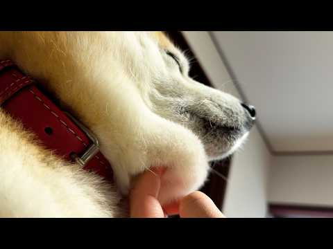 たぷたぷ...たぷたぷ...たぷたぷ...たぷたぷ... サムネイル