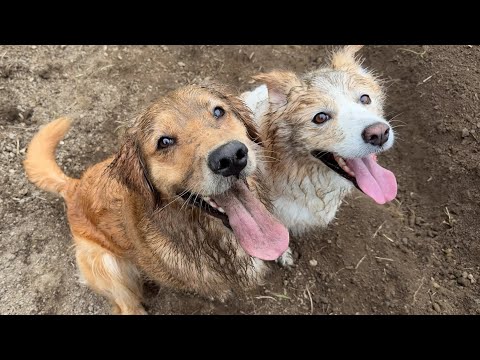 発狂するママをみて喜んでると勘違いする泥だらけの犬...【ゴールデンレトリバー・ボーダーコリー】 サムネイル