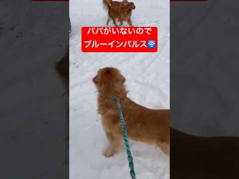 パパいなくてルンルン？shorts puppy goldenretreiver ゴールデンレトリバー グレートピレニーズ サムネイル
