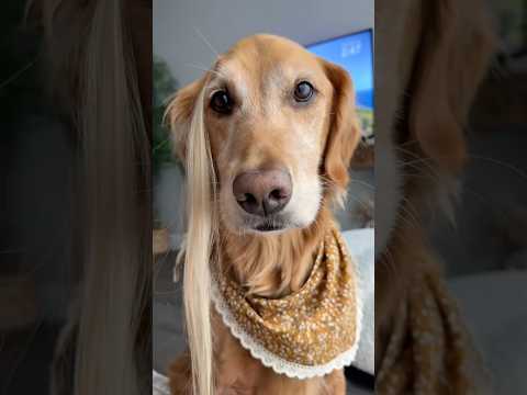 coming home to my golden retriever🥵goldenretreivers dog pup… サムネイル