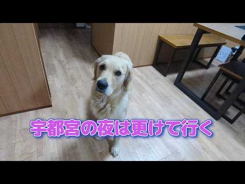 宇都宮の夜は更けて浮く行く。ゴールデンレトリバーティト サムネイル