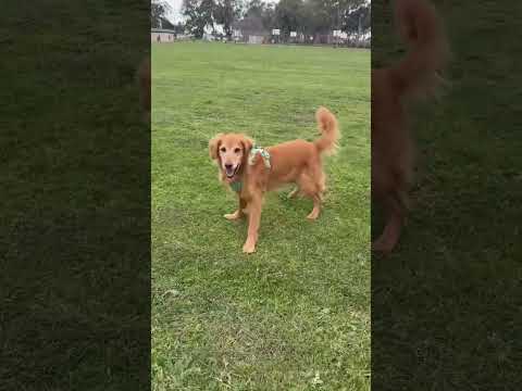 dog-tor coby to rescue🛟goldenpup puppy goldenpupppy dogbree… サムネイル