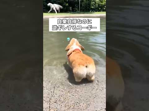 命よりも大事なボールを自分で水の中に落として取れなくなったから逆ギレするコーギー コーギー ドッグラン ドッグプール… サムネイル