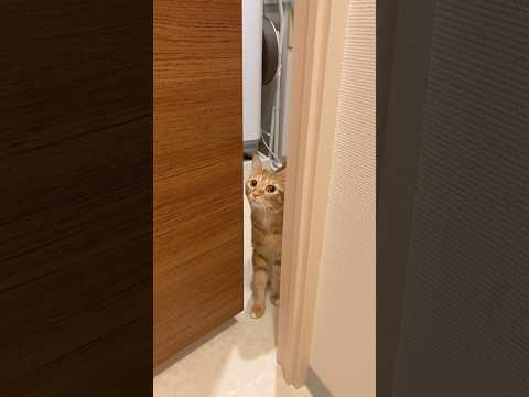 真夜中にトイレ行ってたらベッドでスヤスヤ寝てたはずの茶トラがトイレにやってきた 茶トラ トラ猫 猫との暮らし shor… サムネイル