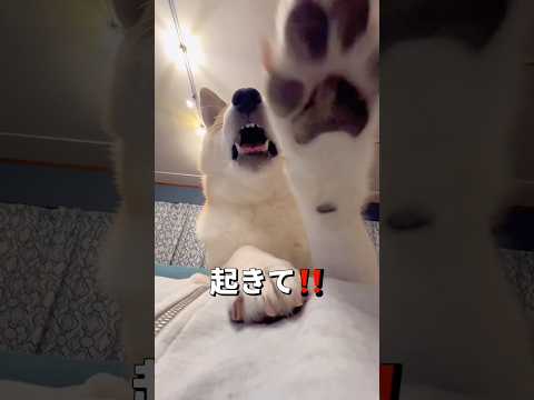 タッグを組んで叩き起こそうとするポンチビ🐶🐶柴犬 チワワ shorts サムネイル