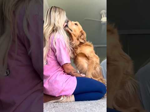 coming home to my golden retriever🥵 goldenretreiver dog ind…