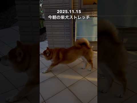 今朝の柴犬ストレッチ#dog #doggie #柴犬 #shibainu #healing #stretch #rou… サムネイル