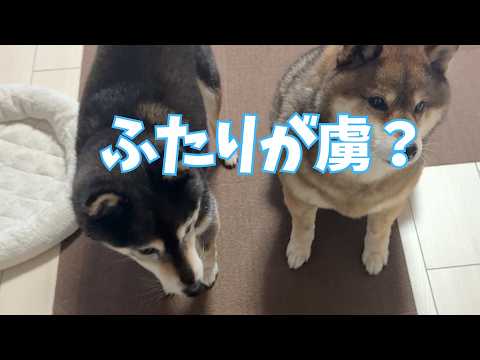 散歩行きたくない飼い主がうだうだする様子？ サムネイル