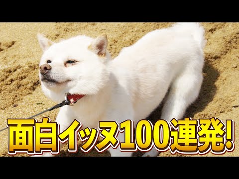 【ほんまにムリーッ！→これが？ww】イッヌ達の多種多少なおもしろ犬動画100連発！（子犬、拒否、やらかし、しゃべる、か… サムネイル
