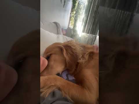 coming home to my golden retriever🥵 goldenretreiver dog ind… サムネイル