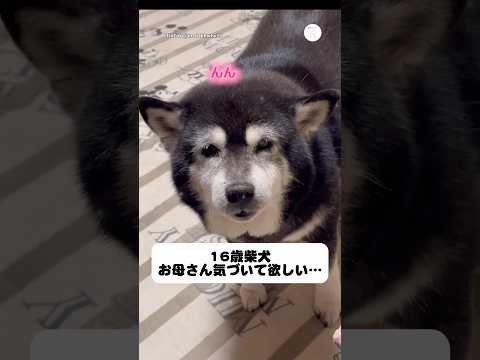 16歳の柴犬。年齢を重ねて、可愛さがさらに詰まってる。　老犬　犬　柴犬　かわいい犬 犬のいる暮らし サムネイル