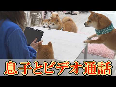 柴犬達が大喜びするかと思いきや、息子も驚く予想外の展開になり、少し大変なことになってしまいました・・・ サムネイル