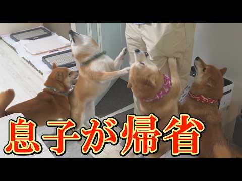 入院した柴犬を心配し、息子が突然の帰省。大パニックになり大喜びする柴犬達が可愛すぎました。 サムネイル