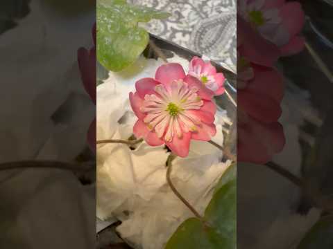 shorts 雪割草が綺麗です〜 サムネイル