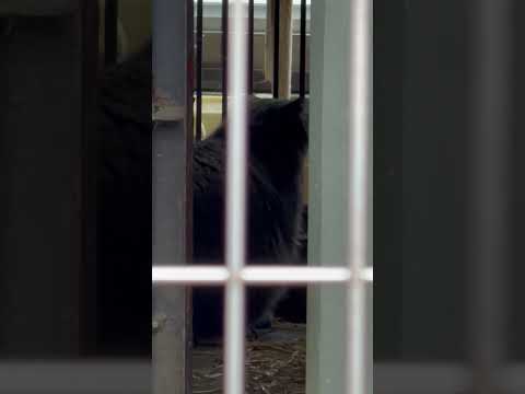 shorts ミーニャちゃんの気配🥹　マヌルネコ　東山動植物園にて　2026年3月13日 サムネイル