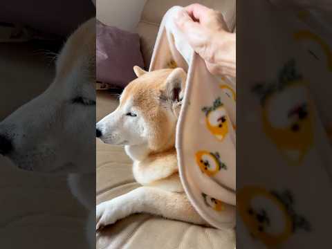 柴犬福 母に手厚く面倒を見られるマザ柴🤣Mother's boy🤣shorts funny funnydog 柴犬 d… サムネイル