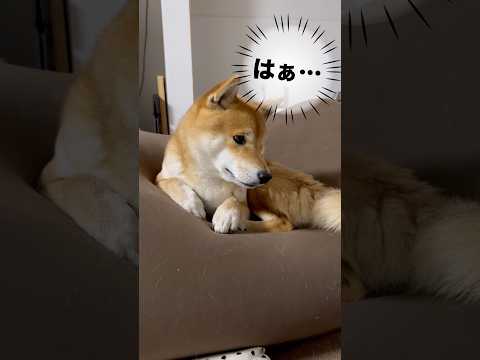 しょげてる顔が可愛すぎる柴犬とん君　柴犬　柴犬とん サムネイル