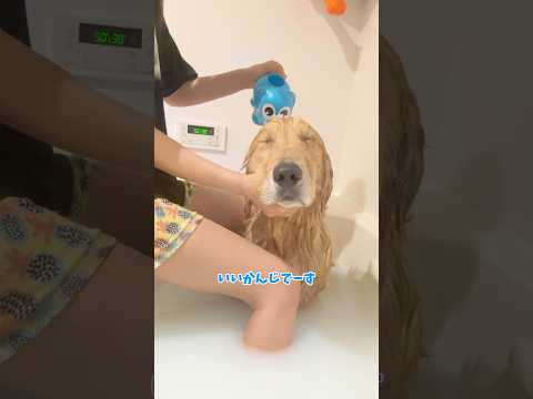 早すぎる別れ🐬 大型犬 ゴールデンレトリバー サムネイル