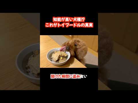 これがトイプードルの真実。 サムネイル