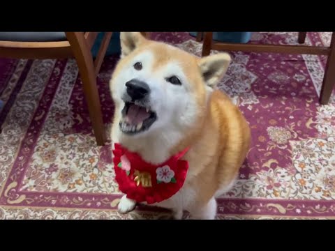柴犬福 男の子なのにひな祭りのお祝いをした後、おかしも食べる柴犬🤣Sister and Shiba🤣 サムネイル