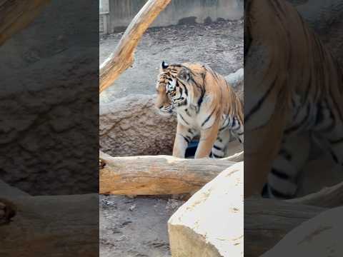 shorts ミシュカくん　アムールトラ🐯　王子動物園　2025年12月27日 サムネイル