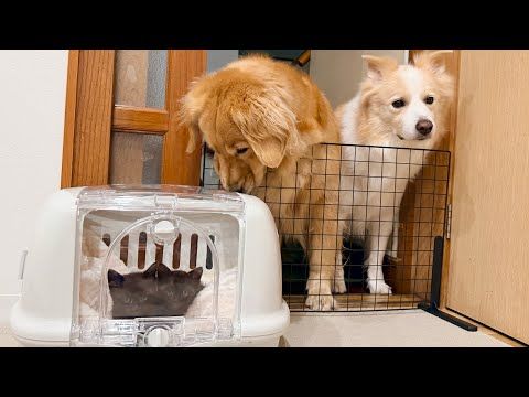 保護した子猫の体調が急変して入院してました...毎日お見舞いに来ていた大型犬との関係にも変化が ??【ゴールデンレトリ…