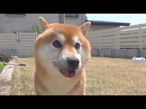 柴犬が庭で大変なことになりました サムネイル