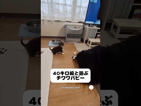 40キロの大型犬と遊ぶ小さすぎるチワワ　　チワワ　バーニーズマウンテンドッグ　子犬　犬　かわいい犬 サムネイル
