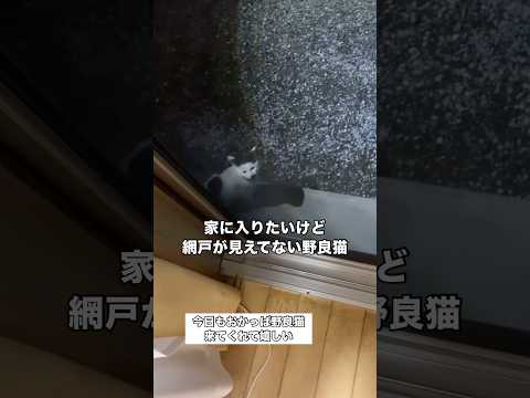 外が暗くて部屋が明るいからか網戸があるのに気づかなかった野良猫 野良猫 子猫 地域猫 shorts サムネイル