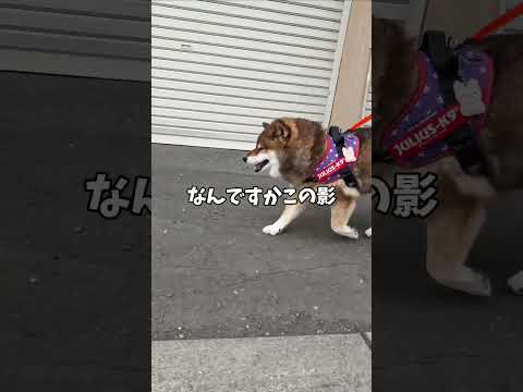 散歩相手はまさかのあの人？ サムネイル