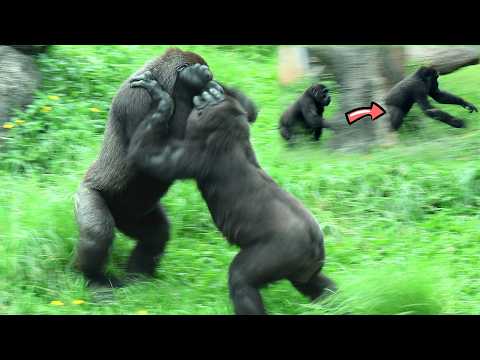 Energetic Ringo gave Jabali no time to catch his breath金剛猩猩… サムネイル