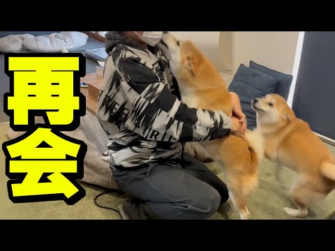 散歩から戻ると帰省した兄が居たら、胸に飛び込む柴犬が愛おしい サムネイル