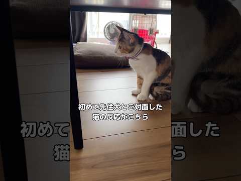 初めて犬と対面。最初はお互いに警戒していたけど思ってたより仲良くて安心。 先住犬 保護犬 保護猫 犬と猫 サムネイル