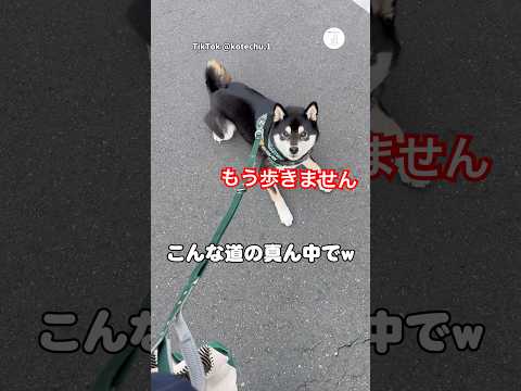 散歩拒否、道のど真ん中でストライキ　拒否柴　柴犬　黒柴　犬　面白い サムネイル