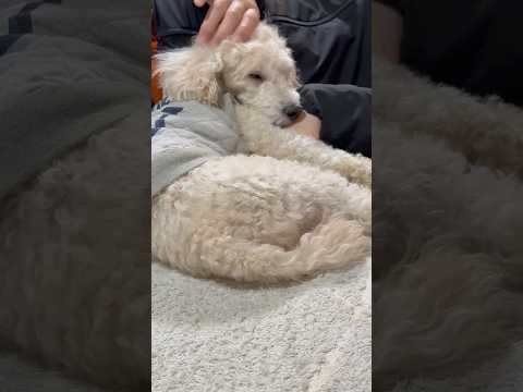 shorts 眠いタローちゃん💤💤💤　トイプードル　2025年12月23日 サムネイル