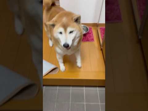 柴犬福 姉と福の15分ぶり感動の再会🤣Sister and Shiba🤣姉と柴 shorts funny 柴犬 shi… サムネイル