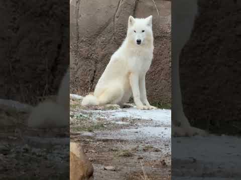 shorts みんな大丈夫？雪強まって来たけど‥とか‥   ホッキョクオオカミの燦那ちゃん　那須どうぶつ王国にて　20… サムネイル