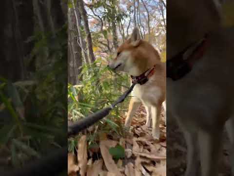 柴犬とん君と擬似散歩　#柴犬　#柴犬とん サムネイル